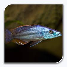 Eye Biter ( Dimidiochromis compressiceps) 20-30mm