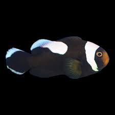SaddleBack Clown (9-10cm+-)