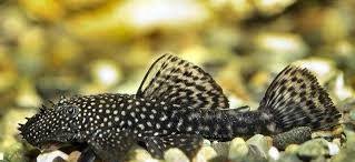 Bristlenose-Normal