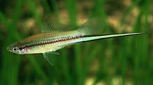 Swordtail-Green