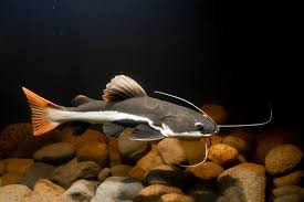 Catfish-Redtail (30-40mm)