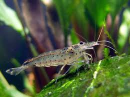 Shrimp-Amano