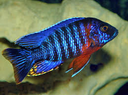 Peacock Cichlid(40-50mm)