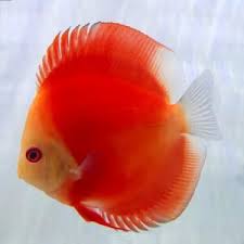 Discus-Red Melon (70-85mm)