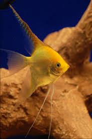 Angel-Gold Veiltail(40-50mm)