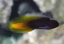 Yellowtail Black blenny