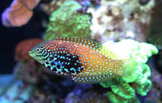 Divided Wrasse (False leopard)