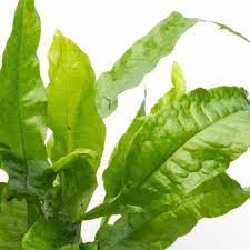 Java Fern-Broad Leaf