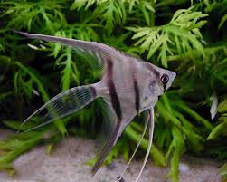 Angel-Veiltail Large