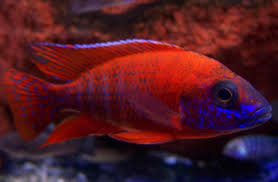 Peacock Cichlid(40-50mm)