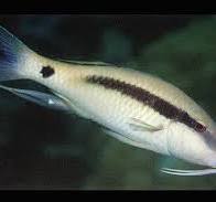 Long barbel Goatfish