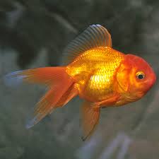 Oranda-Red