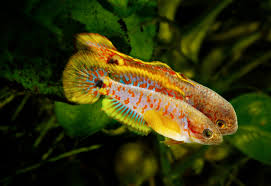 Peacock Gudgeon