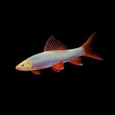 Fluorescent Rainbow Shark(60-80mm)