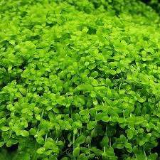 Horizon Labs Micranthemum Monte Carlo 'In Vitro'