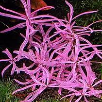RTG Hygrophila sp ‘Chai’