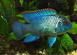 Neon Blue Acara (70-80mm)