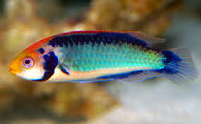 Solorensis Wrasse