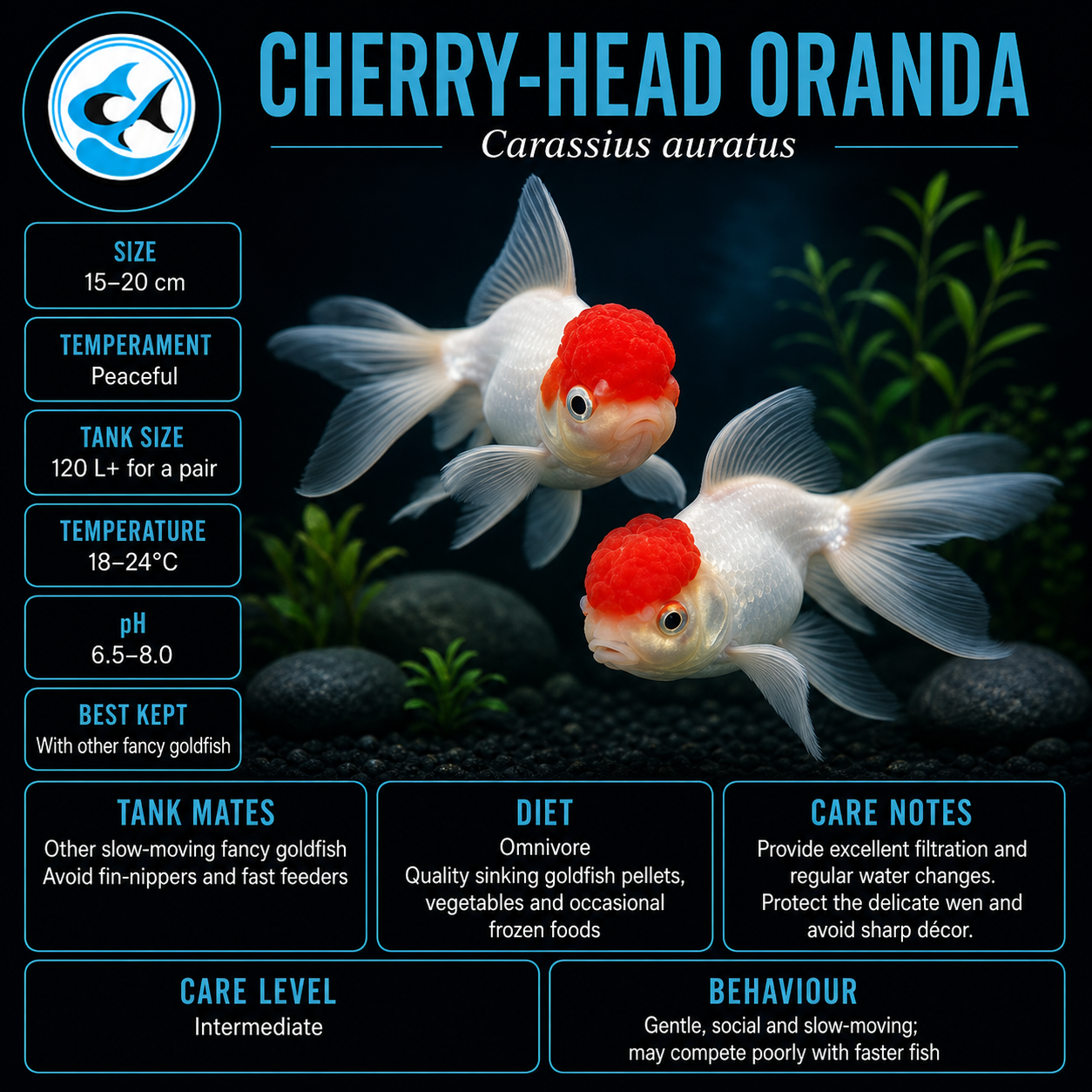 Oranda-Cherry-Head
