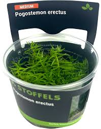 Stoffels Pogostemon erectus in-vitro