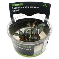Stoffels Bucephalandra brownie ‘Ghost’ In-vitro