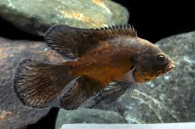 Cichlid-Longfin Oscar