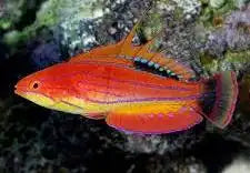 Carpenter Flasher Wrasse
