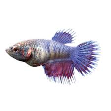 Betta Female