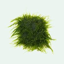 Taxiphyllum sp. 'Spiky moss'