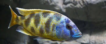 Giraffe malawi cichlid 20-30mm (nimbochromis venustus)