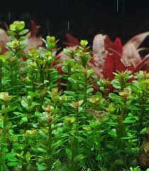 Dennerle Rotala Indica