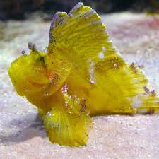 Leaf Scorpionfish
