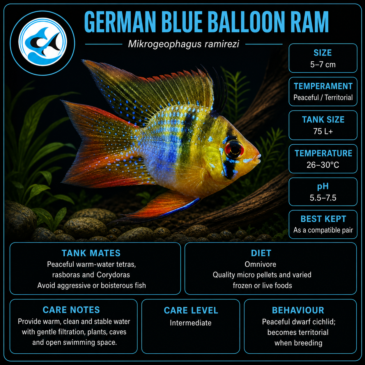 Ramirezi-German Blue Balloon