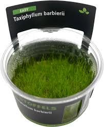 Stoffels Taxiphyllum Barbieri (Java moss) in vitro