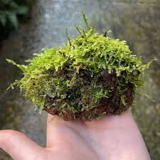 Wood/Lava Rock with moss