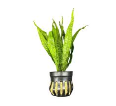 Java Fern