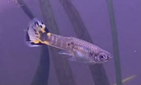 Guppy mix (juveniles)