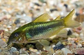 Corydoras-Venezuelan x Laser