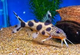 Catfish-Synodontis Valentiana (120mm)