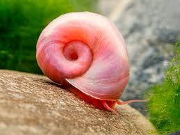 Snail-Red Ramshorn