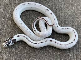 Hight White California King Snake