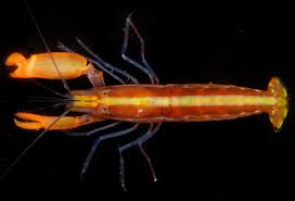 Candy Cane Pistol Shrimp