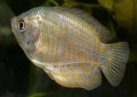 Gourami-Female Dwarf