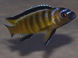 Cichlid-Elongatus-Chocolate