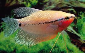 Gourami-Pearl (L)