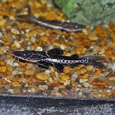Catfish-Hybrid Shovel Nose (8-10cm)