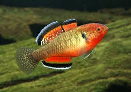 Empire Gudgeon (40-60mm)