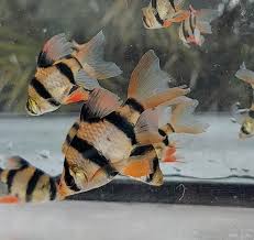 Barb-Longfin Tiger