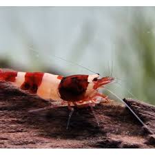 Shrimp-Red Panda