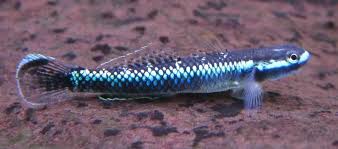 Goby-Blue Neon